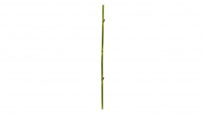  Torre & Tagus Bamboo Straight Stem - Elegant vase filler