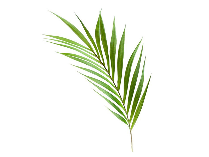  Torre & Tagus Palm Leaf Stem - Vase Filler - Online store Smart Furniture Mississauga