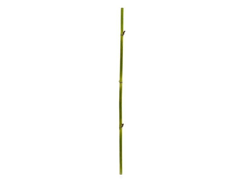 Torre &amp; Tagus Bamboo Straight Stem - Elegant vase filler