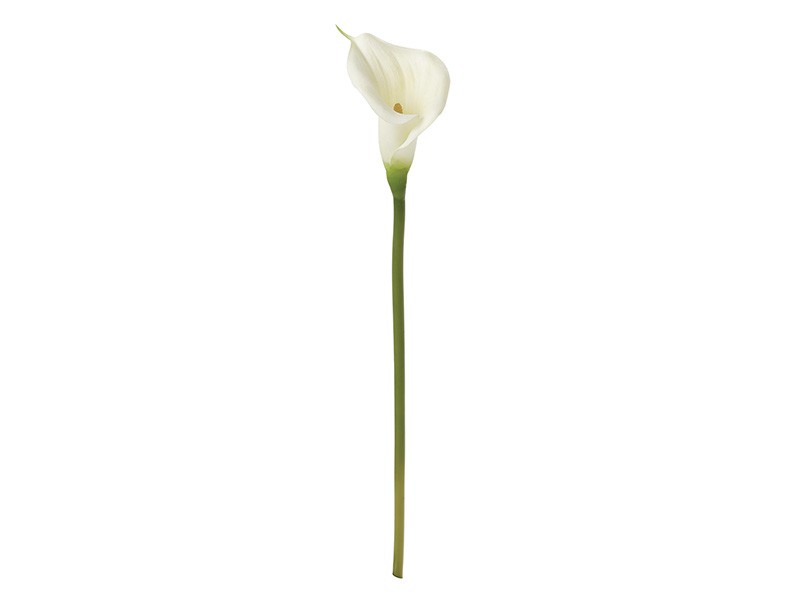 Torre &amp; Tagus Calla Lily 76cm Single Stem - Perfect vase filler